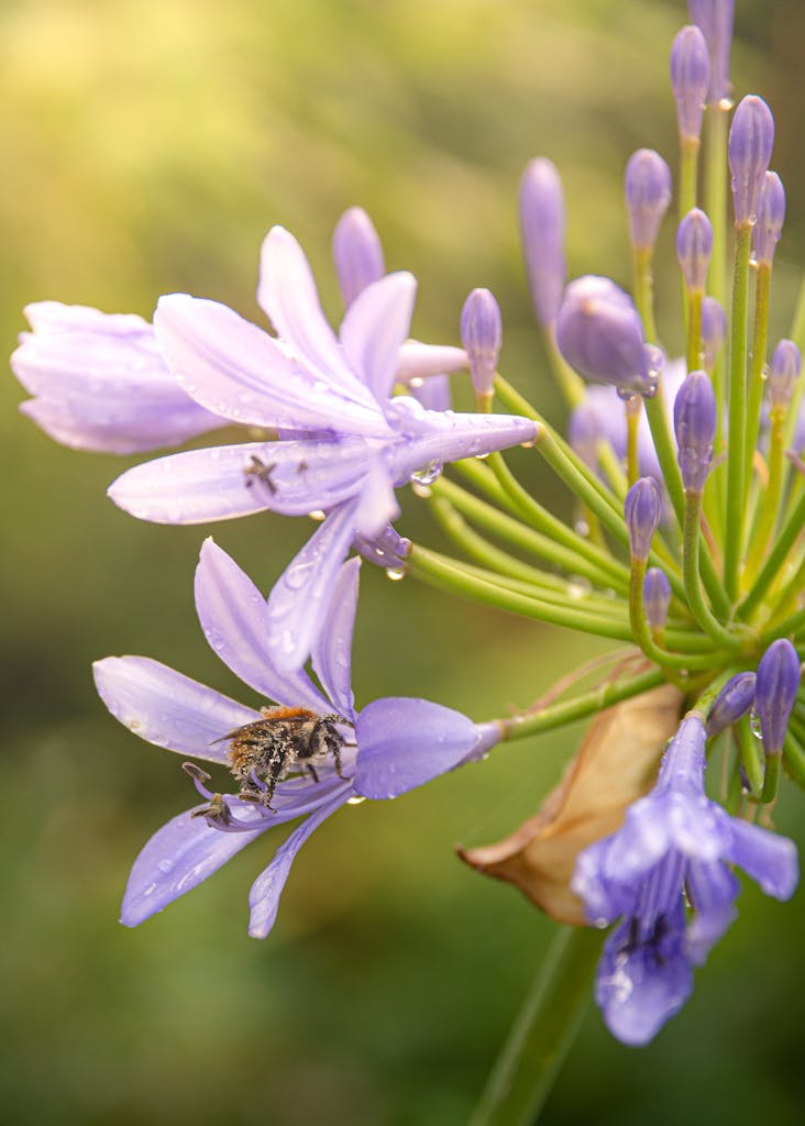 A bee is on a purple flower with green leaves